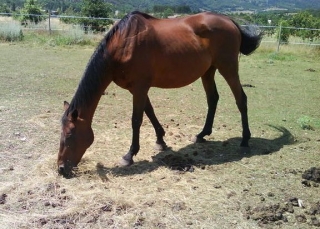 Aventura a caballo en las Bocas del Ródano 